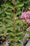 Crapemyrtle